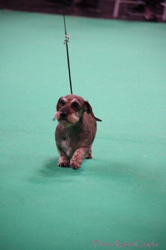 Crufts2011_2 1486.jpg